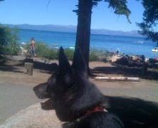 My Dog Dakota at Lake Tahoe