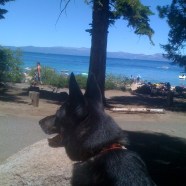 My Dog Dakota at Lake Tahoe