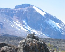 Kilimanjaro
