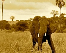 elephant sepia color